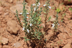 Teucrium racemosum
