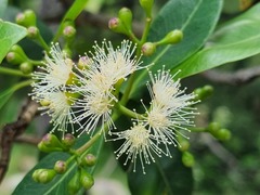 Syzygium × intermedium