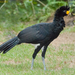 Black Curassow - Photo (c) Allan Hopkins, some rights reserved (CC BY-NC-ND)