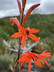 Watsonia angusta