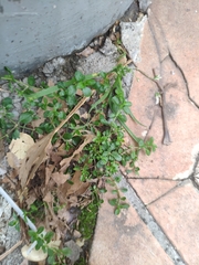 Polycarpon tetraphyllum