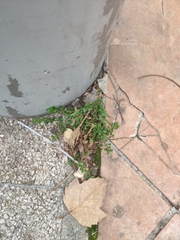 Polycarpon tetraphyllum