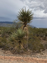 Yucca treculiana