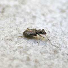 Asaphidion flavipes