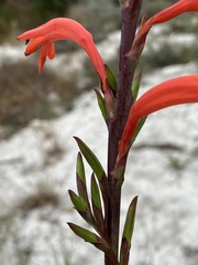 Watsonia angusta