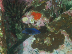 Chrysiptera notialis