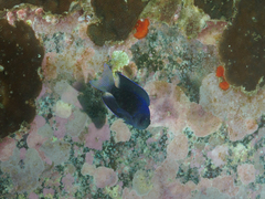 Chrysiptera notialis