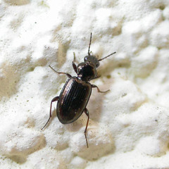 Bembidion lampros