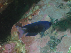 Chrysiptera notialis