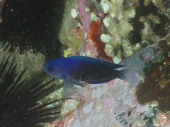 Chrysiptera notialis