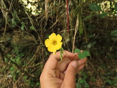 Oxalis medicaginea