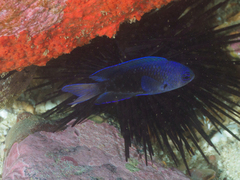 Chrysiptera notialis