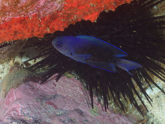 Chrysiptera notialis