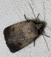 Proteuxoa hypochalchis