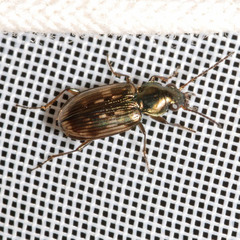 Bembidion varium