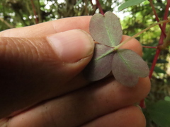Oxalis medicaginea