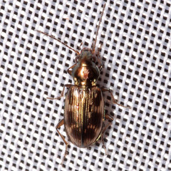 Bembidion varium