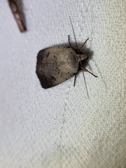 Proteuxoa hypochalchis