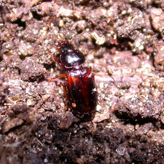 Trechus quadristriatus