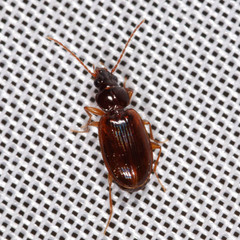 Trechus quadristriatus