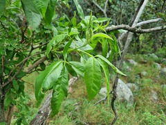 Vitex rehmannii