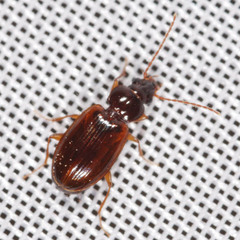 Trechus quadristriatus