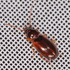 Trechus quadristriatus