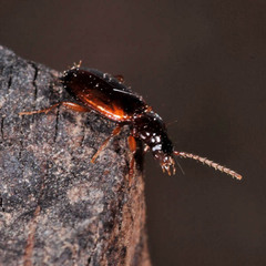 Trechus quadristriatus