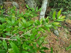 Ochna maguirei