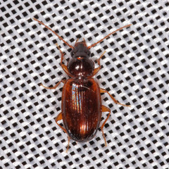 Trechus quadristriatus