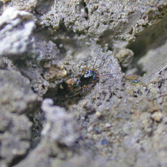 Bembidion articulatum