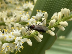 Dilophus nigrostigma