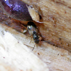 Bembidion articulatum
