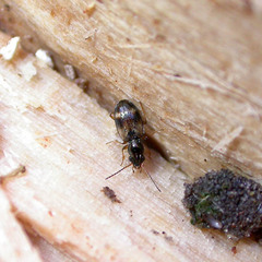 Bembidion articulatum