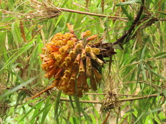 Bomarea multiflora