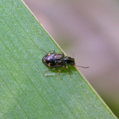 Bembidion octomaculatum