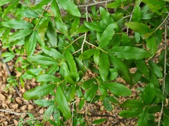 Ochna maguirei