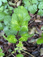 Lamium galeobdolon