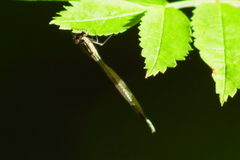 Enallagma risi