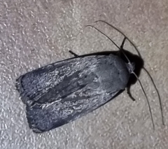 Proteuxoa hypochalchis