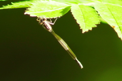 Enallagma risi