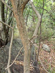 Ochna maguirei