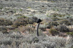 Corvus coronoides