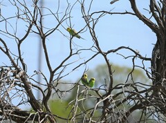 Melopsittacus undulatus