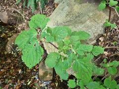 Plectranthus fruticosus