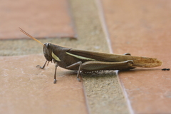 Schistocerca flavofasciata