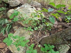 Plectranthus fruticosus