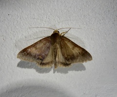 Pandesma