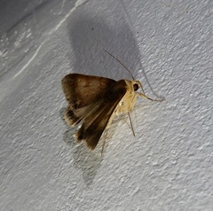 Pandesma
