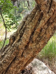 Heteropyxis natalensis